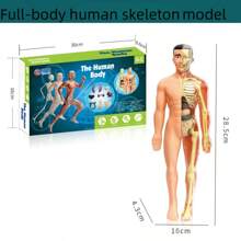 1pc Human Body Structure Model, Cognitive Science Educational Intelligent Organ Assembly Skeleton