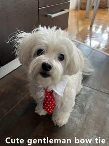 1 pezzo Accessori alla moda per collari di cani e gatti: papillon, collane e costumi