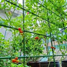 1 Set Of 40 Durable Metal Climbing Plant Garden Stakes -3-In-1 Combination To Form A 70.8-Inch High And 70.8-Inch Long Vine Support Pole Suitable For Tomatoes, Grapes, Cucumbers, And Pomegranates - Essential For Greenhouse And Outdoor Gardening