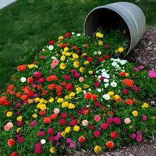 MossRose 1000pcs Mixed Color Heirloom Seeds For Indoor And Balcony Pots - Garden Seeds For Vibrant, Double-Leaf Flower Blooms