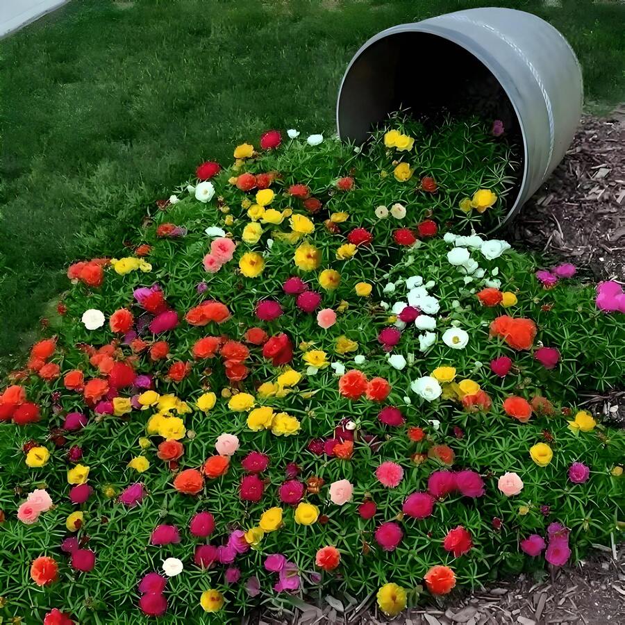 MossRose 1000pcs Mixed Color Heirloom Seeds For Indoor And Balcony Pots - Garden Seeds For Vibrant, Double-Leaf Flower Blooms