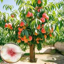 20 Semillas de Árbol de Durazno Enano para Interior/Exterior - 20 piezas - Ver 5