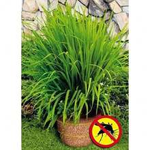 Citronnelle Du Gabon - Cymbopogon Citratus - Graines