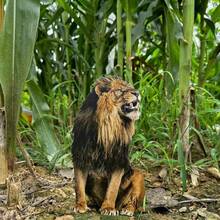 (2D Flat) 1pc 30cm/11.81in Realistic Animal Style Garden Decor Stakes, Lion - Garden Lawn Stake Decor, Garden, Yard, Farm, Outdoor Decor, Housewarming Gift, Home Decor, Bonsai Decor