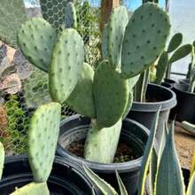 Nopales Prickly Pear Cactus - Spineless Thornless Edible - 2 Pads - Opuntia Ficus-Indica - Variant1 - View 3