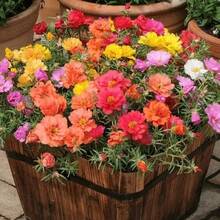 MossRose 1000pcs Mixed Color Heirloom Seeds For Indoor And Balcony Pots - Garden Seeds For Vibrant, Double-Leaf Flower Blooms