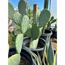 Nopales Prickly Pear Cactus - Spineless Thornless Edible - 2 Pads - Opuntia Ficus-Indica - Variant1 - View 5