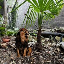 (2D Flat) 1pc 30cm/11.81in Realistic Animal Style Garden Decor Stakes, Lion - Garden Lawn Stake Decor, Garden, Yard, Farm, Outdoor Decor, Housewarming Gift, Home Decor, Bonsai Decor