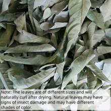 30/40pcs Turtle Lizard Aquarium Dragon Eye Leaves, Fish Tank Plant For Water Quality PH Regulation, Prevent Turtle Skin Rot, Provide Hiding Place