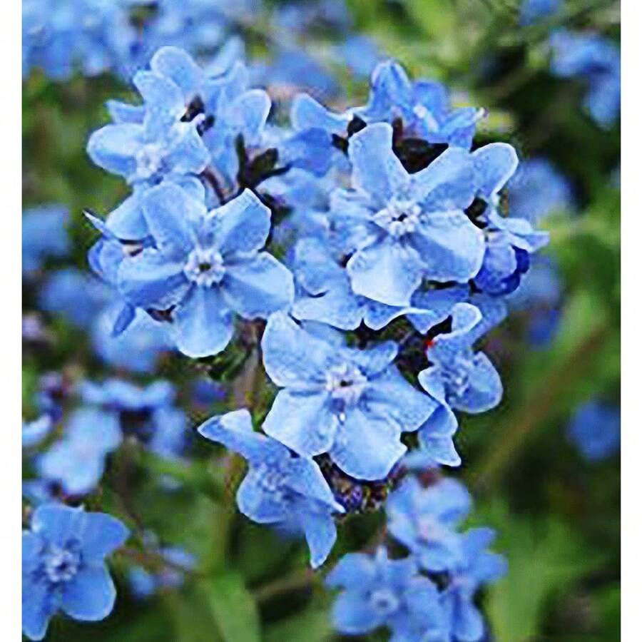 Forget Me Not Seeds - Cynoglossum - 500 Seeds