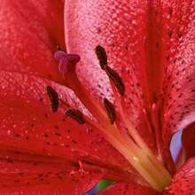 1 Lily Bulb Double Bulb With Buds Easy To Grow And Maintain Balcony Indoor Flower Green Plant Blooming Plant - 1 - 查看 3