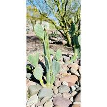 Nopales Prickly Pear Cactus - Spineless Thornless Edible - 2 Pads - Opuntia Ficus-Indica - Variant1 - View 1