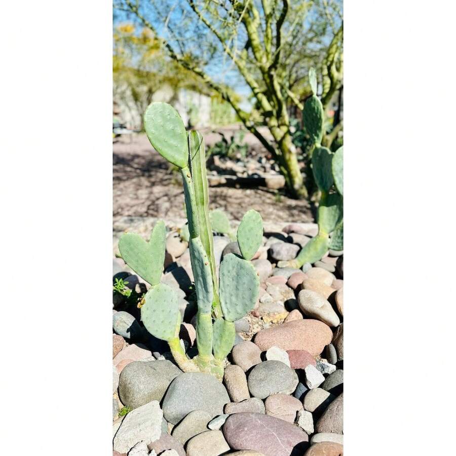 Nopales Prickly Pear Cactus - Spineless Thornless Edible - 2 Pads - Opuntia Ficus-Indica - Variant1 - View 1