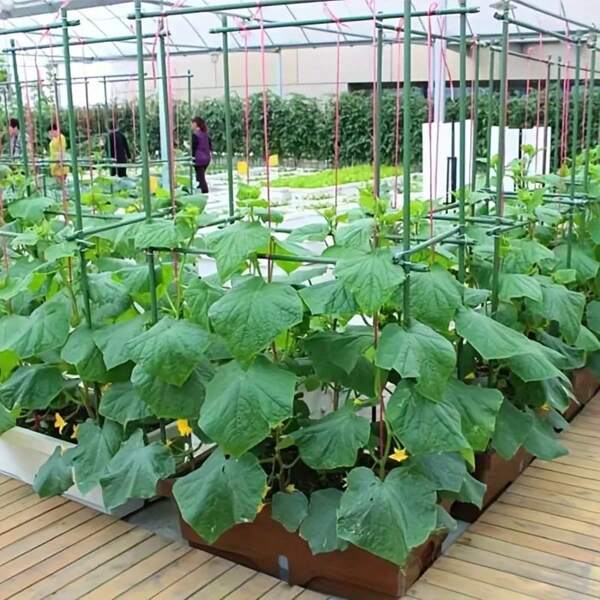 1 Set Of 40 Durable Metal Climbing Plant Garden Stakes -3-In-1 Combination To Form A 70.8-Inch High And 70.8-Inch Long Vine Support Pole Suitable For Tomatoes, Grapes, Cucumbers, And Pomegranates - Essential For Greenhouse And Outdoor Gardening