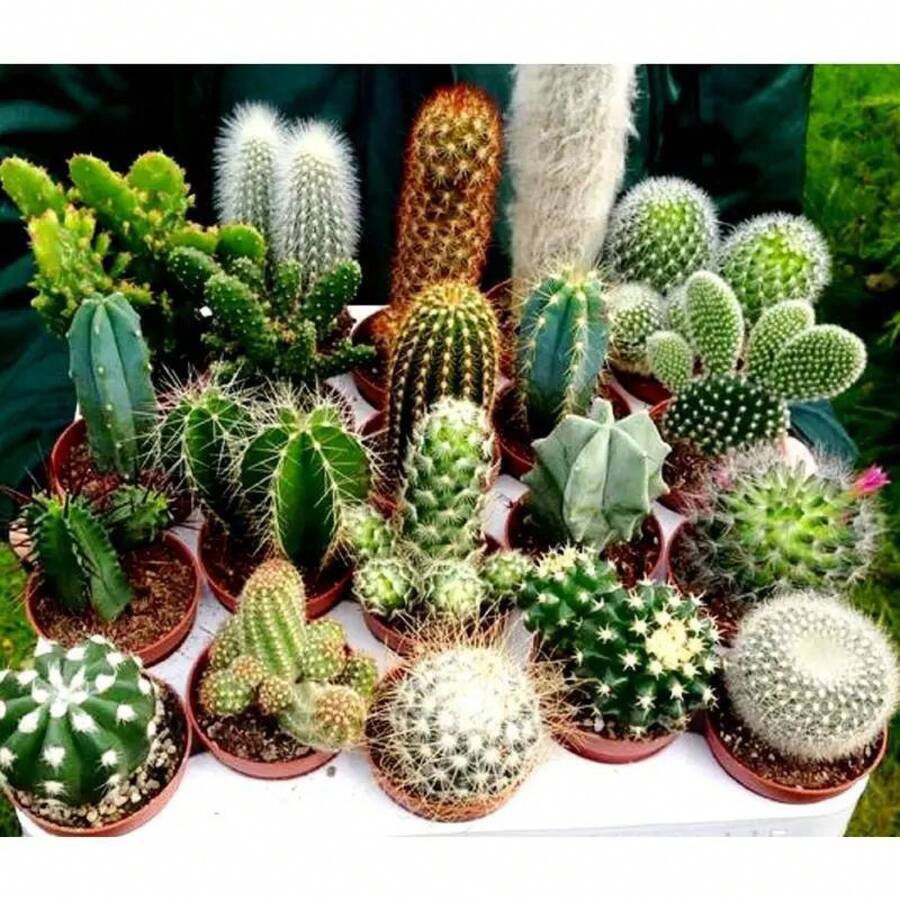 50 Types Of Cactus Mixed Planting Plants. For Home Cultivation Of Cacti ...