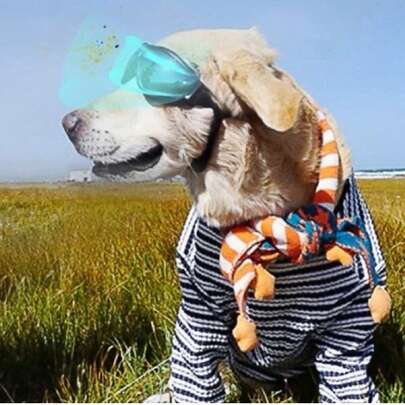 Un par de gafas transparentes para mascotas, a prueba de agua, viento y sol, resistente a los rayos UV, con circunferencia de cabeza ajustable, para perros grandes