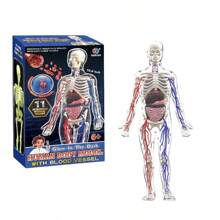 1pc Human Body Structure Model, Cognitive Science Educational Intelligent Organ Assembly Skeleton