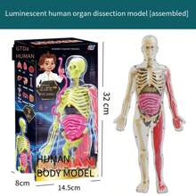 1pc Human Body Structure Model, Cognitive Science Educational Intelligent Organ Assembly Skeleton