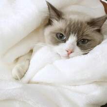 Sofa Blanket Living Room Cover SetFleece Blanket Twin Size, Soft Cozy Twin Blanket, Fuzzy Flannel Blanket Bed, Sofa, Couch, Travel, Camping, 60 X 80 Inches - 白色 - 查看 7