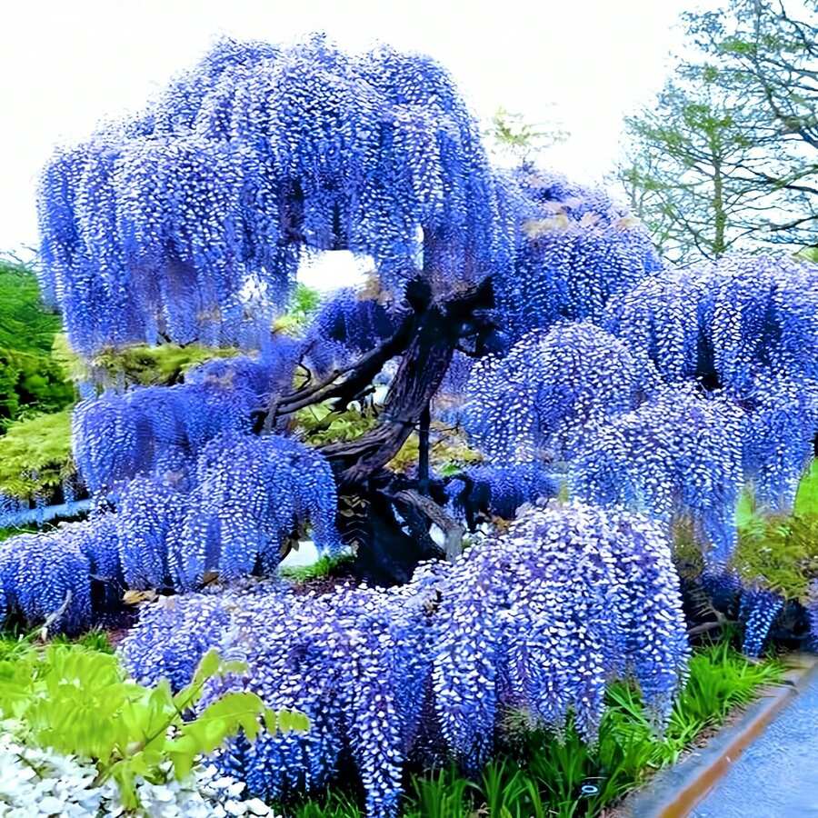 Stunning Live 1 Potted Chinese Blue Weeping Wisteria Tree Fresh Plant - 1 - View 1