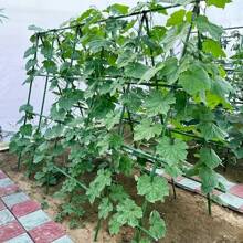 1 Set Of 40 Durable Metal Climbing Plant Garden Stakes -3-In-1 Combination To Form A 70.8-Inch High And 70.8-Inch Long Vine Support Pole Suitable For Tomatoes, Grapes, Cucumbers, And Pomegranates - Essential For Greenhouse And Outdoor Gardening