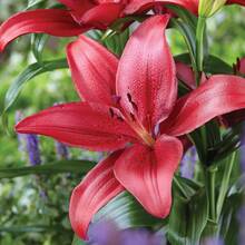 1 Lily Bulb Double Bulb With Buds Easy To Grow And Maintain Balcony Indoor Flower Green Plant Blooming Plant - 1 - 查看 2