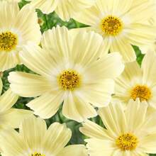 100 Cosmos Seeds Annual Cosmos Bipannatus Lemonade Yellow Cut Flower Garden Seeds Easy Plant