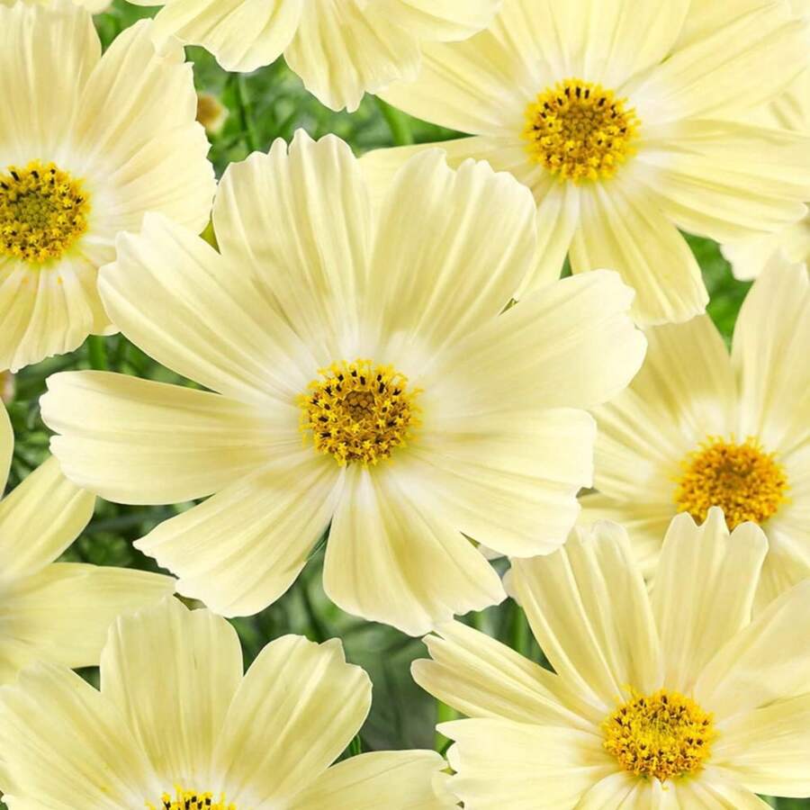 100 Cosmos Seeds Annual Cosmos Bipannatus Lemonade Yellow Cut Flower Garden Seeds Easy Plant