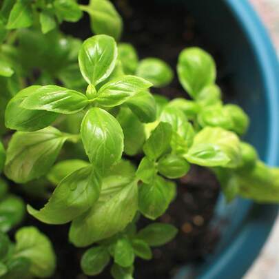 Italian Large Leaf Basil Seeds - 2000 Heirloom Seeds (1000 Seeds 2 PACK)For Planting Ocimum Basilicum - Grow An Indoor Or Outdoor Herb Garden Non-GMO Heirlom Seeds