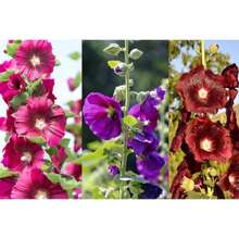 Stehrosetten-Samen, Garten-Dekoration für den Außenbereich, geeignet für Pflanzenliebhaber als Geschenk aus der Natur, lokale Lieferung