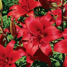 1 Lily Bulb Double Bulb With Buds Easy To Grow And Maintain Balcony Indoor Flower Green Plant Blooming Plant - 1 - 查看 8