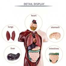 1pc Human Body Structure Model, Cognitive Science Educational Intelligent Organ Assembly Skeleton