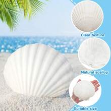 Conchas de vieira naturais grandes de 6 a 8 cm, conchas brancas do mar para decoração, conchas reais para artesanato, pintura, festa temática do oceano, casamento, 1/5/10 peças