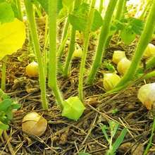 Semillas de Cereza Molly Herencia de tía, talla grande de 500 Frutas deliciosas, Physalis Pruinosa Ph0225 para un crecimiento exuberante en el jardín - 1 - Ver 2