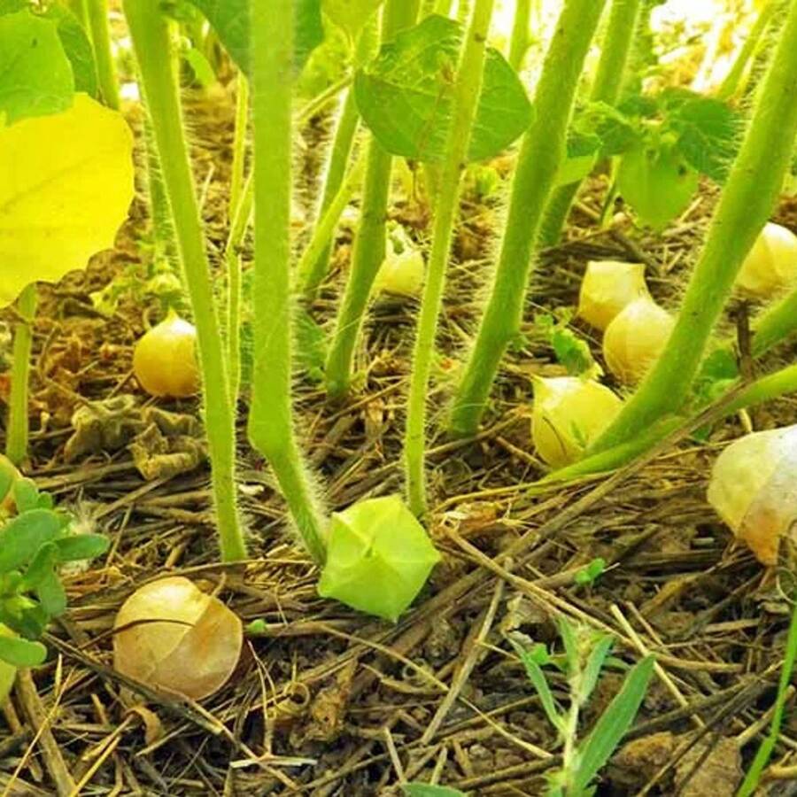 Semillas de Cereza Molly Herencia de tía, talla grande de 500 Frutas deliciosas, Physalis Pruinosa Ph0225 para un crecimiento exuberante en el jardín - 1 - Ver 1
