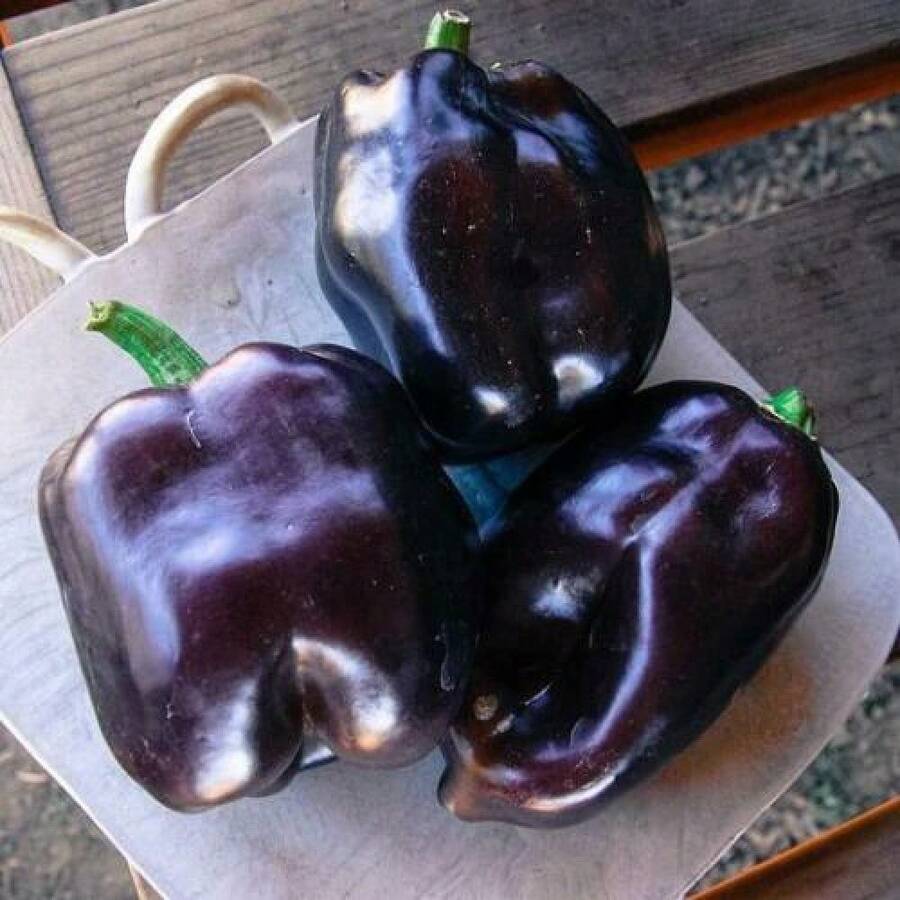 20pcs Purple Sweet Bell Pepper Oda - Heirloom - Vegetable Seeds - 1 - 查看 1
