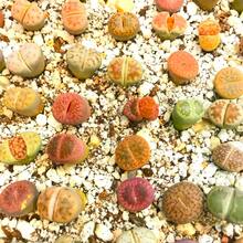 Premium Authentic Lithops Succulent Garden Se.Eds With Optional Mini Germination Kit - 500+ Non-Gmo Flower See.Ds For Unique Indoor Planting Experience - A Pack - View 1