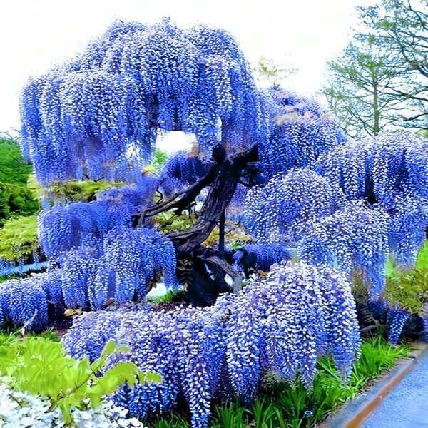 1 Vaso Pianta fresca con Wisteria Piante Piane Piantine Piantina Piana Pianura Piantata Pianume Cinese Blu
