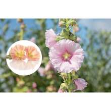 Stehrosetten-Samen, Garten-Dekoration für den Außenbereich, geeignet für Pflanzenliebhaber als Geschenk aus der Natur, lokale Lieferung