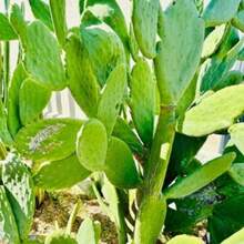 Nopales Prickly Pear Cactus - Spineless Thornless Edible - 2 Pads - Opuntia Ficus-Indica - Variant1 - View 2