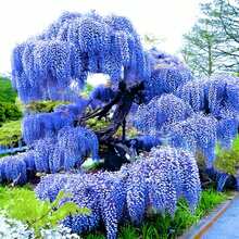 Stunning Live 1 Potted Chinese Blue Weeping Wisteria Tree Fresh Plant - 1 - View 3