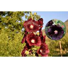 Stehrosetten-Samen, Garten-Dekoration für den Außenbereich, geeignet für Pflanzenliebhaber als Geschenk aus der Natur, lokale Lieferung