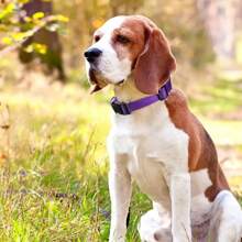 Bolsas para excrementos de perro con diseño de huella de pata, bolsas de residuos para mascotas de polietileno duradero, portátiles y fáciles de transportar, ideales para la limpieza al aire libre