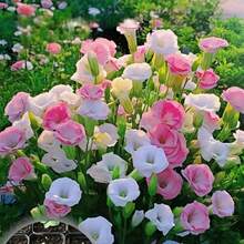 127 piezas de flores rosadas, blancas y moradas - Risan, Alyssa, semillas de flores cortadas - flores premium para familias y jardineros profesionales - 127 - Ver 4