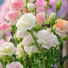 127 piezas de flores rosadas, blancas y moradas - Risan, Alyssa, semillas de flores cortadas - flores premium para familias y jardineros profesionales - 127 - Ver 5