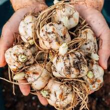 1 Lily Bulb Double Bulb With Buds Easy To Grow And Maintain Balcony Indoor Flower Green Plant Blooming Plant - 1 - 查看 10