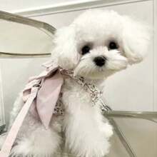 1 Piece Pet Leash For Dogs And Cats,Suitable For Bear Teddy And Other Small And Medium-Sized Pets,Pet Supplies