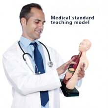 1pc Human Body Structure Model, Cognitive Science Educational Intelligent Organ Assembly Skeleton