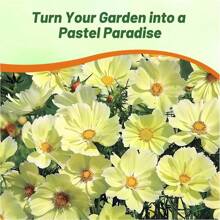 100 Cosmos Seeds Annual Cosmos Bipannatus Lemonade Yellow Cut Flower Garden Seeds Easy Plant