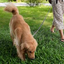 Dog Leash Chew Proof, Chain Leash Anti Chew Dog Leash For Large Dogs Heavy Duty, Indestructible Metal Leash Anti Bite Chain Link With Woven Cord Soft Padded Handle (Orange, 5FT) - 黃色 - 查看 6